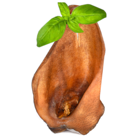 UCHO DZIKA GRAFIKA PP.png